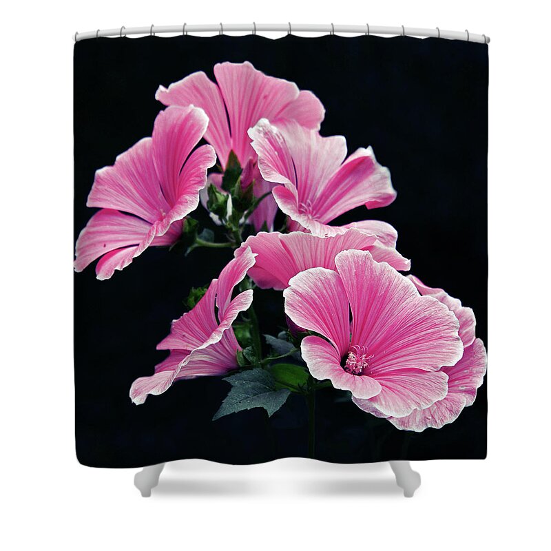 Hibiscus Coccineus Shower Curtains