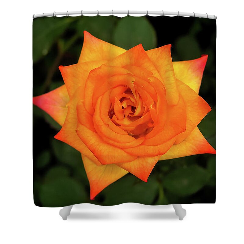 Orange Color Shower Curtain featuring the photograph Rose by Suyog Gaidhani