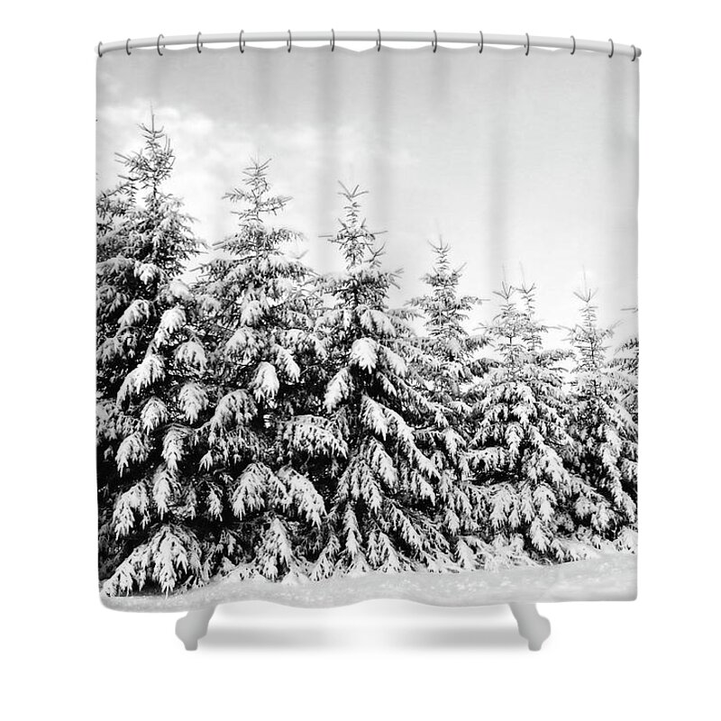 Snow Shower Curtain featuring the photograph Row Of Evergreen Trees Are Laden With by Gail Shotlander