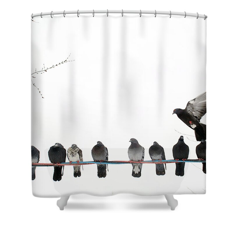 In A Row Shower Curtain featuring the photograph Row Of Pigeons On Wire by Ernest Mcleod