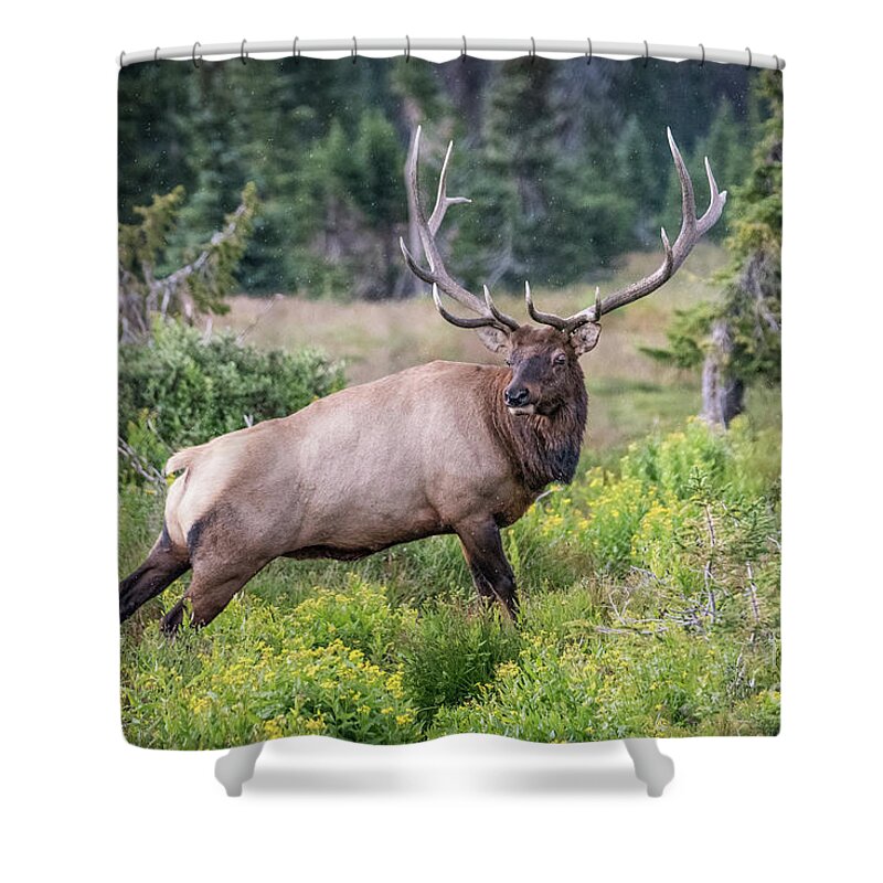 Elk Shower Curtain featuring the photograph Royal Elk by Melissa Lipton