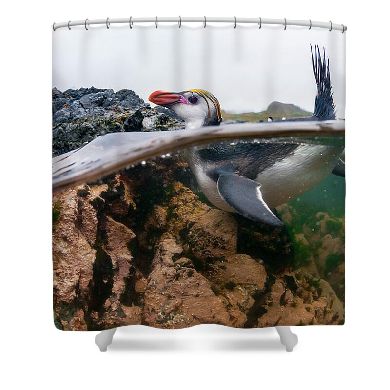 Animal Shower Curtain featuring the photograph Royal Penguin Swimming by Tui De Roy