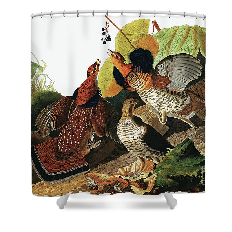 Grouse Shower Curtain featuring the painting Ruffed Grouse, Tetrao Umbellus by Audubon by John James Audubon