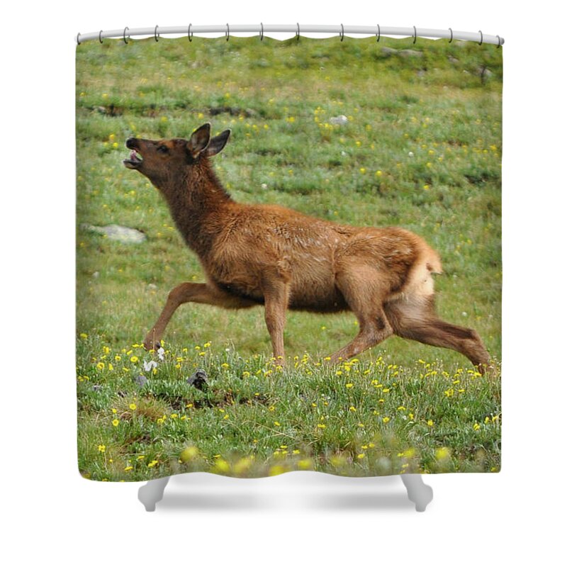 Rocky Mountain National Park Shower Curtain featuring the photograph Running Calf by Julia McHugh
