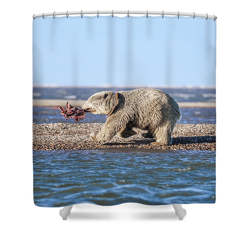 Arctic Shower Curtain featuring the photograph Running Down The Beach by Juli Ellen