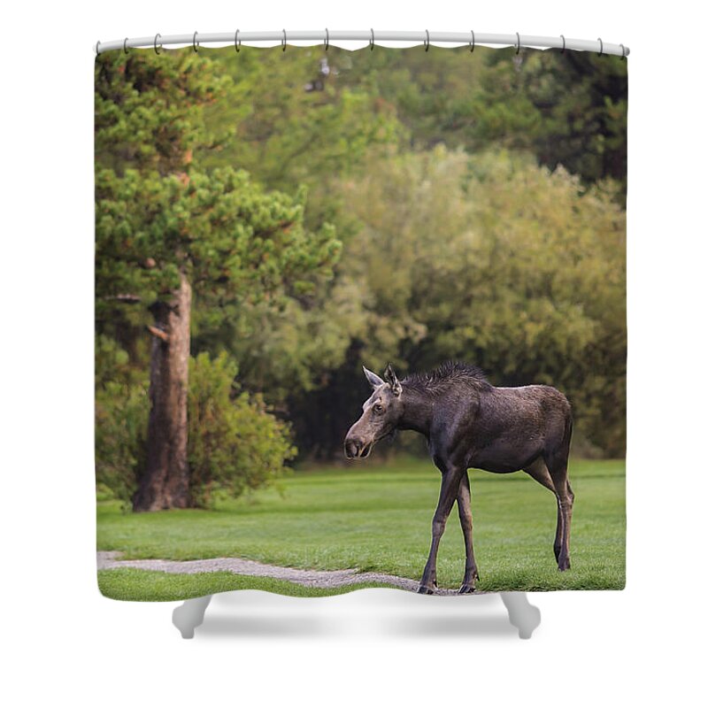 Running Moose Shower Curtain featuring the photograph Running Moose by Julieta Belmont