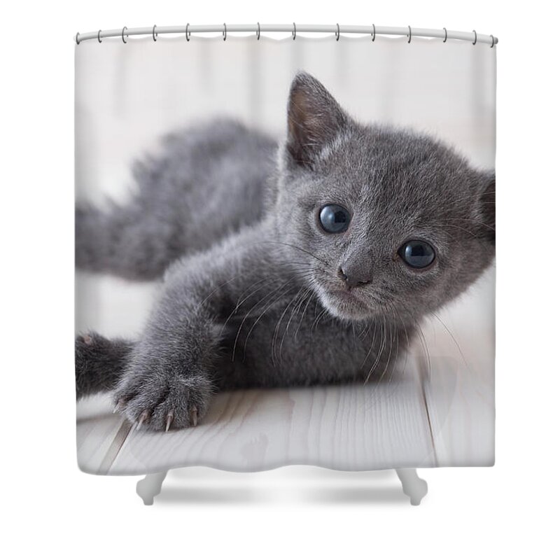 Pets Shower Curtain featuring the photograph Russian Blue Lying Down On Floor by Mixa