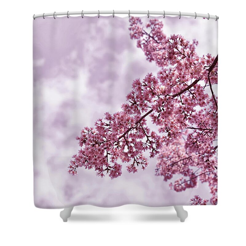 Thai Culture Shower Curtain featuring the photograph Sakura by Ampamuka