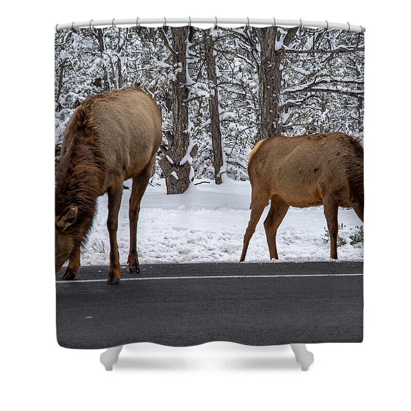 Arizona Shower Curtain featuring the photograph Salt Lick by Will Wagner