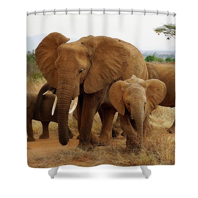00587024 Shower Curtain featuring the photograph Samburu African Elephant Family by Hiroya Minakuchi