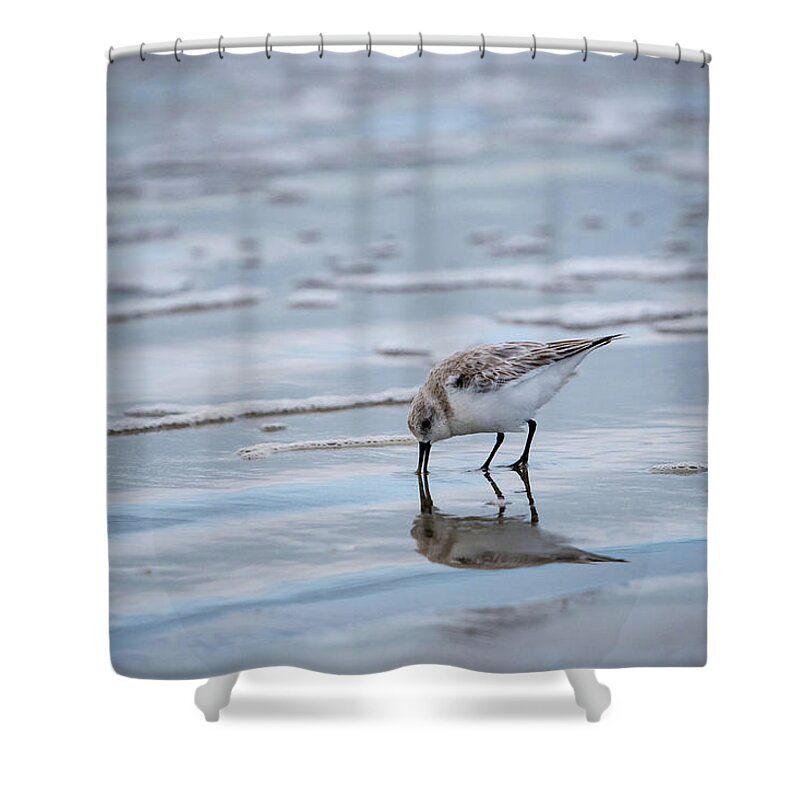 Bird Shower Curtain featuring the photograph Sanderling Foraging by Jeff Phillippi