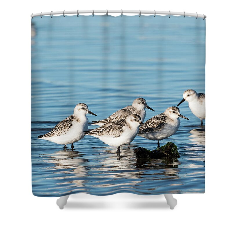 Birds Shower Curtain featuring the photograph Sanderlings by Robert Potts