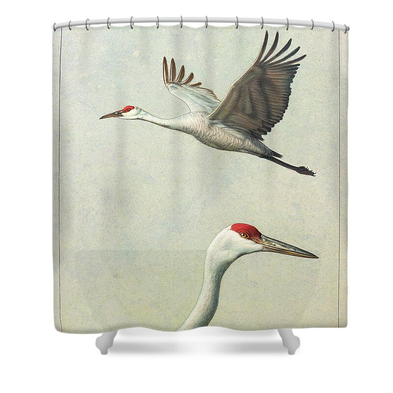 Crane Shower Curtain featuring the painting Sandhill Cranes by James W Johnson