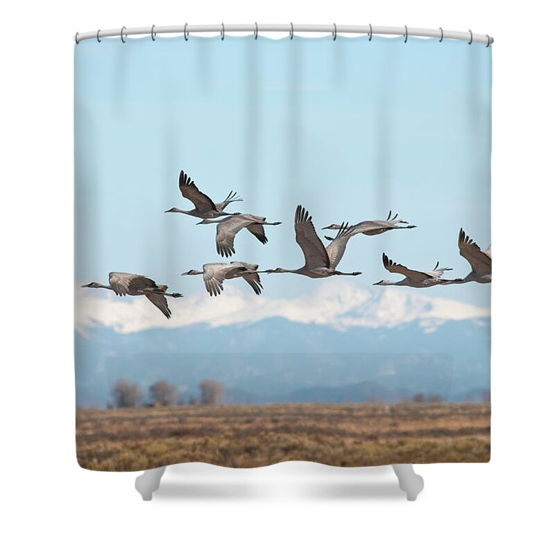 San Luis Valley Shower Curtain featuring the photograph Sandhill Cranes Over Monte Vista by Skibreck