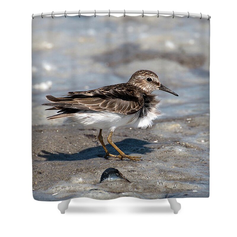 Sandpiper Shower Curtain featuring the photograph Sandpiper at Tidal Pool by William Selander