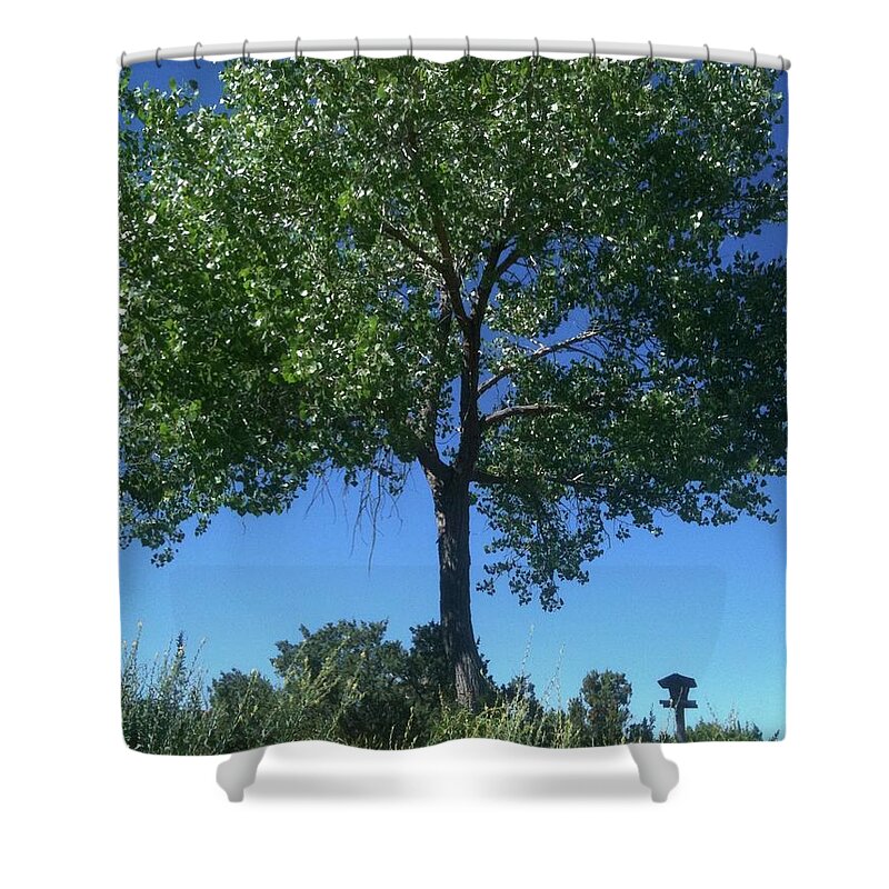 Tree Shower Curtain featuring the photograph Santa Fe Tree 1 by Marty Klar