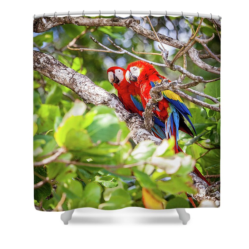 America Shower Curtain featuring the photograph Scarlet macaws in Costa Rican forest by Alexey Stiop