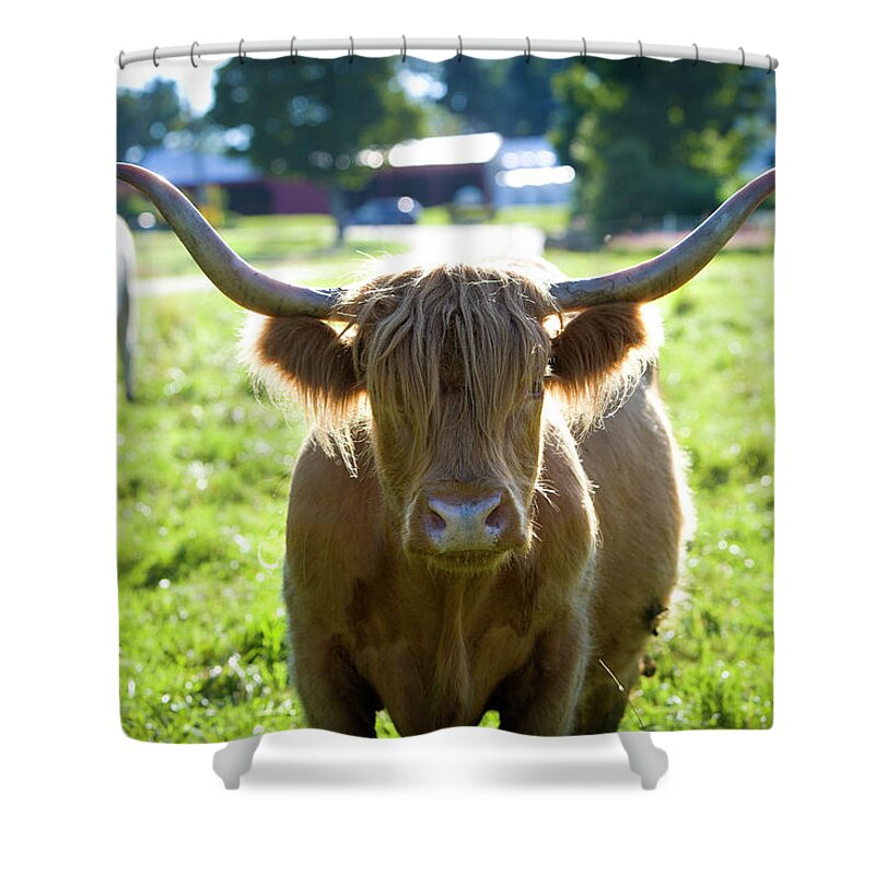 Horned Shower Curtain featuring the photograph Scottish Highland Cattle,belted by John Burke