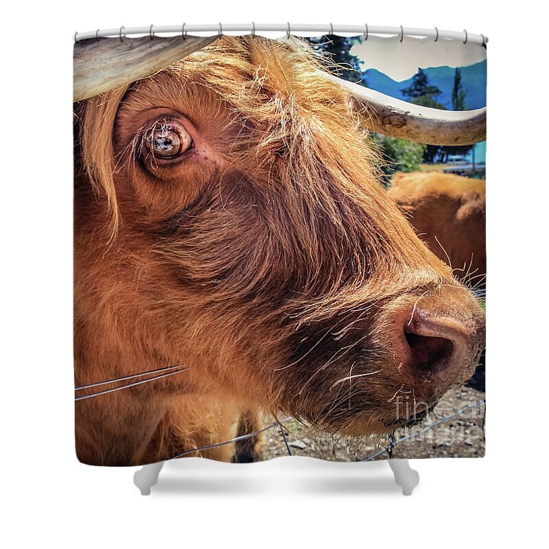 Animal Shower Curtain featuring the photograph Scottish highland cow portrait by Lyl Dil Creations