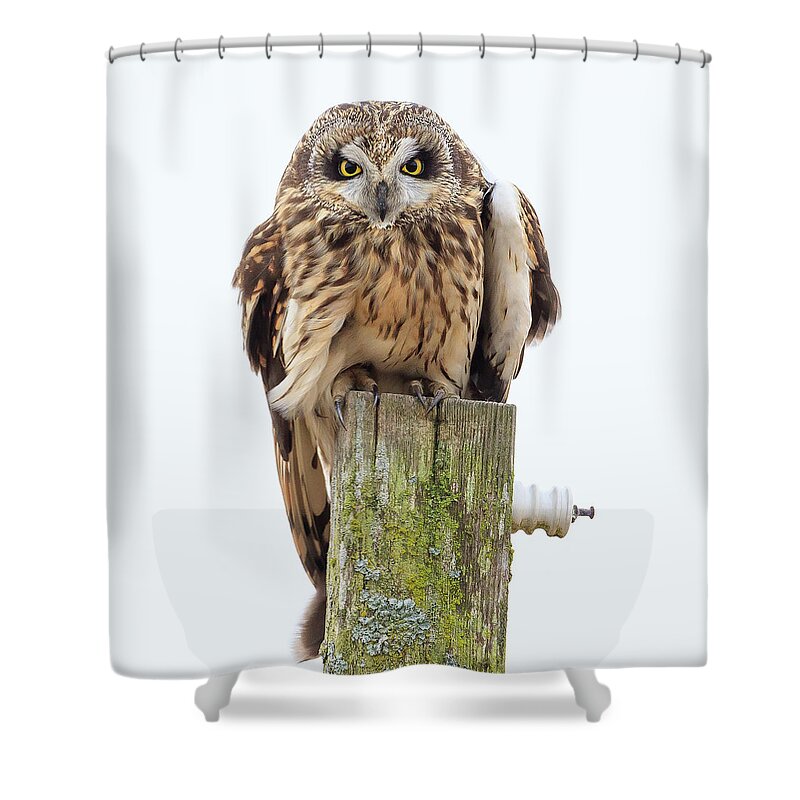 Seo Shower Curtain featuring the photograph Scowling Owl by Briand Sanderson
