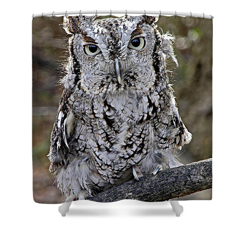 Birds Shower Curtain featuring the photograph Screech Owl by Minnie Gallman