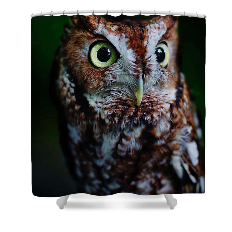 Screech Owl Shower Curtain featuring the photograph Screech Owl Vertical by Meta Gatschenberger