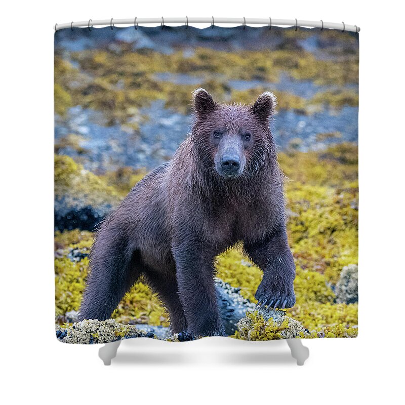 Bear Shower Curtain featuring the photograph Scrutiny by Mark Hunter