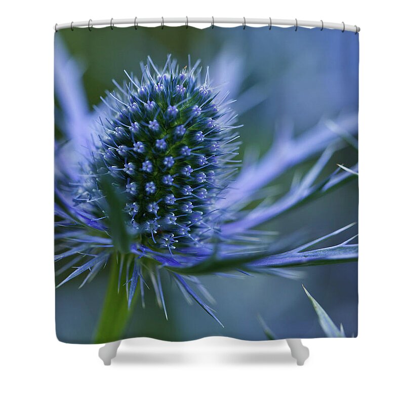 Purple Shower Curtain featuring the photograph Sea Holly by Laszlo Podor