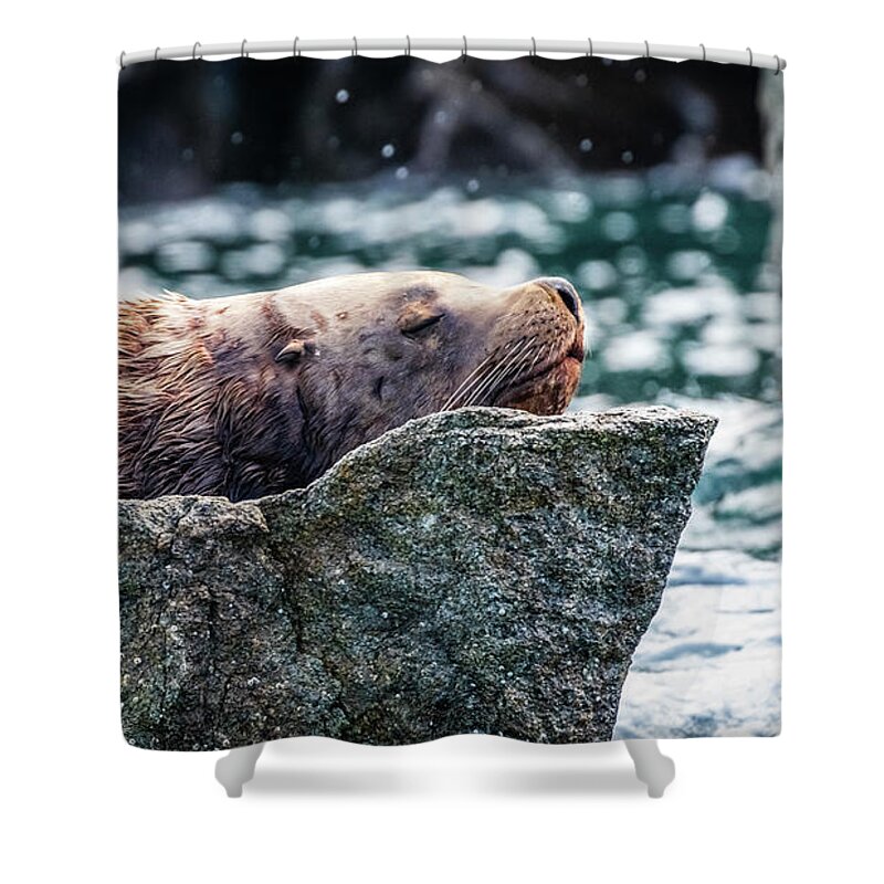 Sea Lion Shower Curtain featuring the photograph Sea lion in Resurrection Bay, Alaska by Lyl Dil Creations