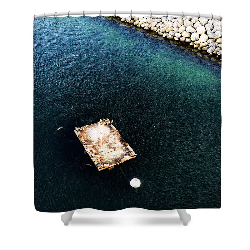 Steve Bunch Shower Curtain featuring the photograph Sea Lions in Redondo Beach Harbor by Steve Bunch