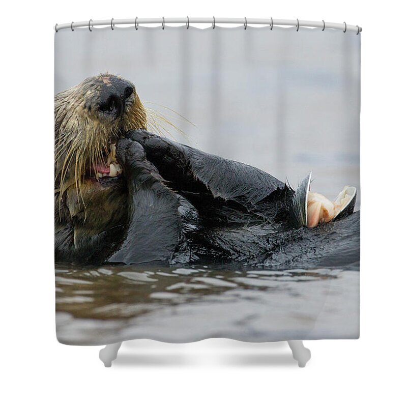 Sebastian Kennerknecht Shower Curtain featuring the photograph Sea Otter Feeding, Elkhorn Slough by Sebastian Kennerknecht