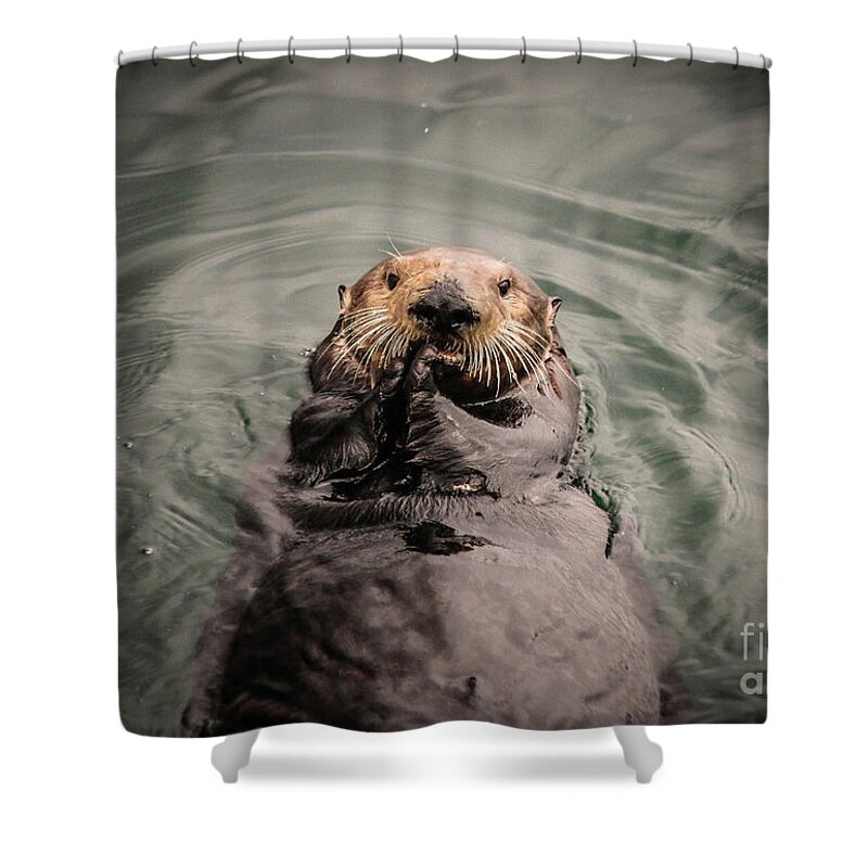 Sea Otter Shower Curtain featuring the photograph Sea Otter Monterey Bay II by Veronica Batterson