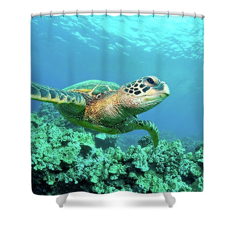 Underwater Shower Curtain featuring the photograph Sea Turtle In Coral, Hawaii by M Sweet
