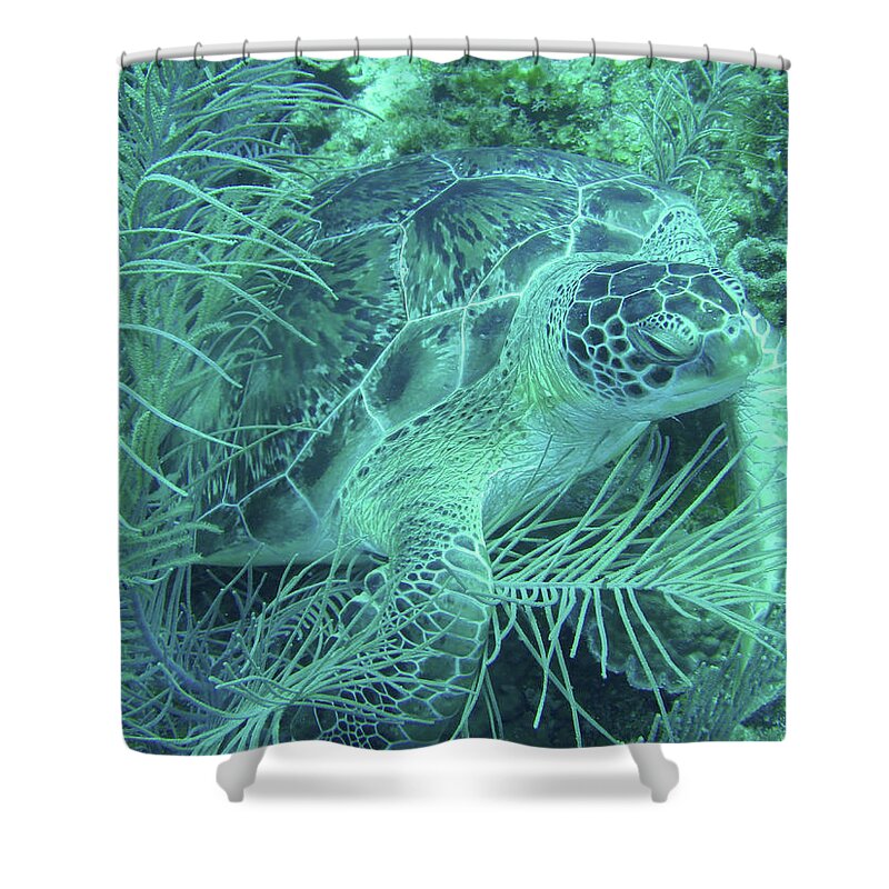 Marine Life Shower Curtain featuring the photograph Sea Turtle Underwater Wonders by Leslie Struxness