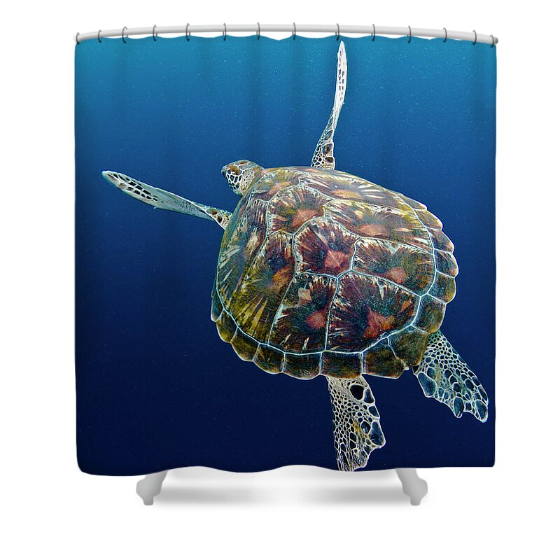 Underwater Shower Curtain featuring the photograph Sea Turtle by Raimundo Fernandez Diez