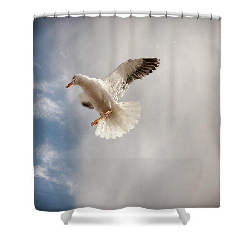 Animal Themes Shower Curtain featuring the photograph Seagull by Johann S. Karlsson