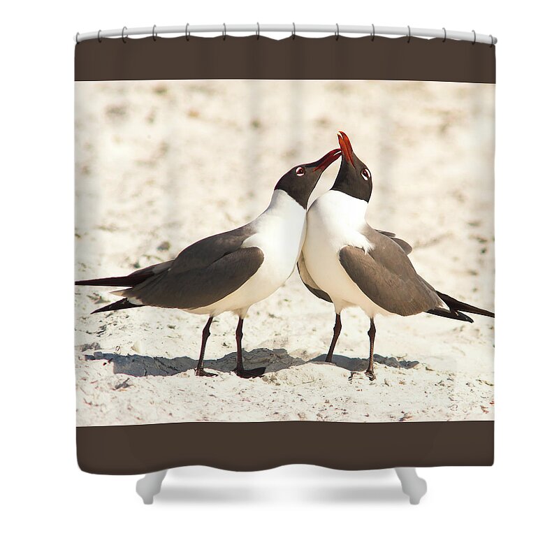 Laughing Gull Shower Curtain featuring the photograph Seagull Love by Jane Axman