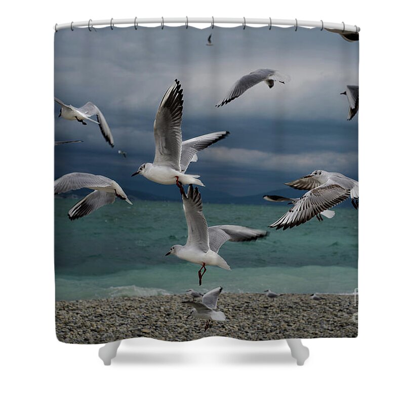 Animals In The Wild Shower Curtain featuring the photograph Seagulls Flying At A Beach by Longland River