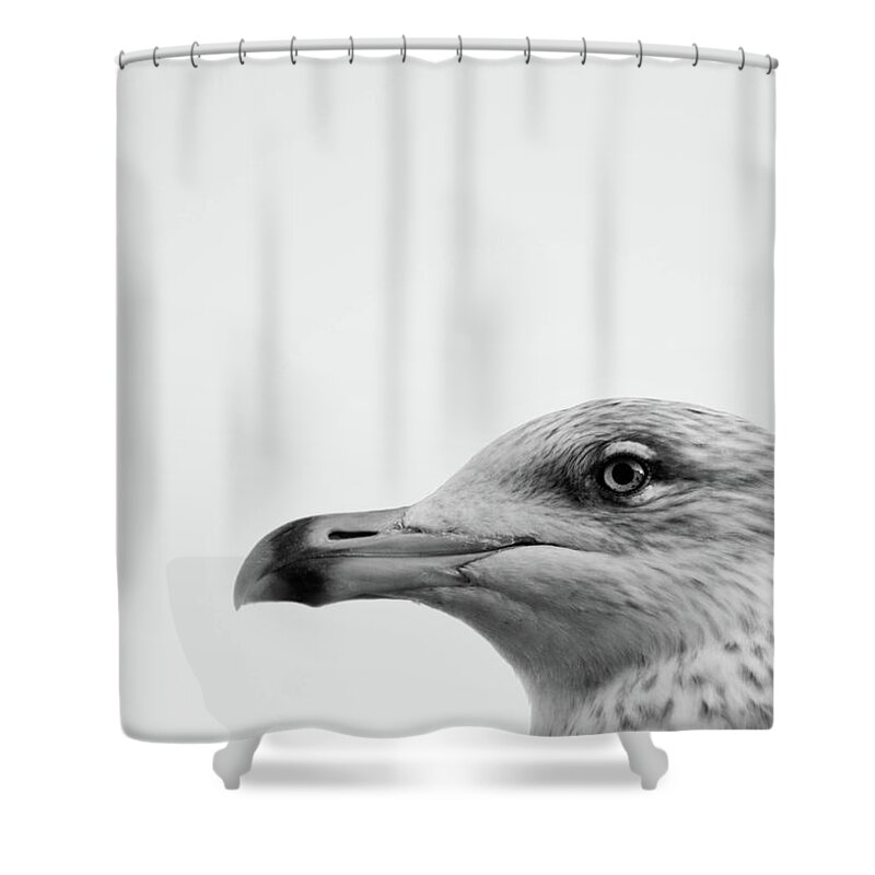 Animal Themes Shower Curtain featuring the photograph Seagulls Head by Photography By Stuart Mackenzie (disco~stu)