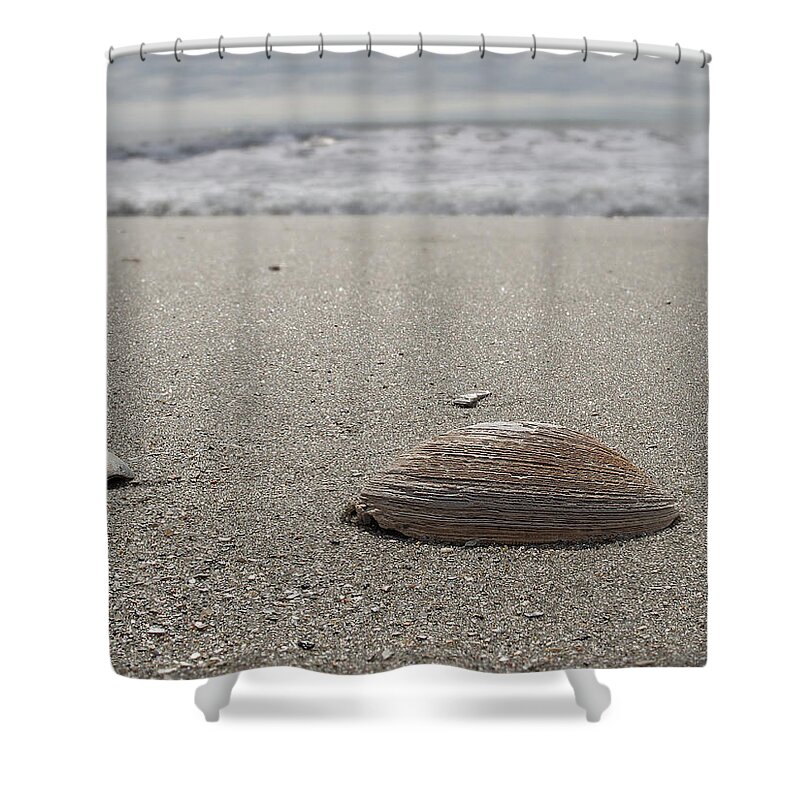 Beach Shower Curtain featuring the photograph Seashell by David Palmer