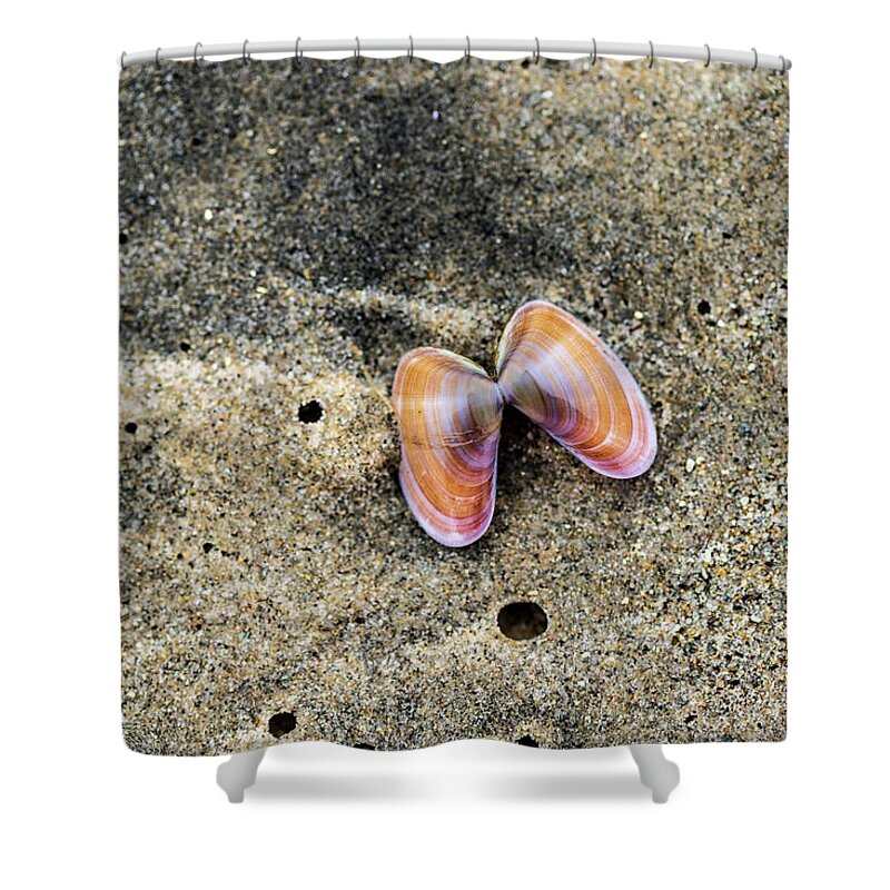 Sea Shell Shower Curtain featuring the photograph Landscape Photography - Beaches by Amelia Pearn