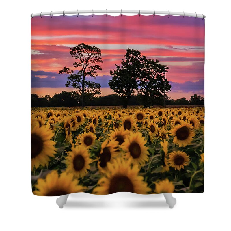 Sunflowers Shower Curtain featuring the photograph September Dream by Arthur Oleary