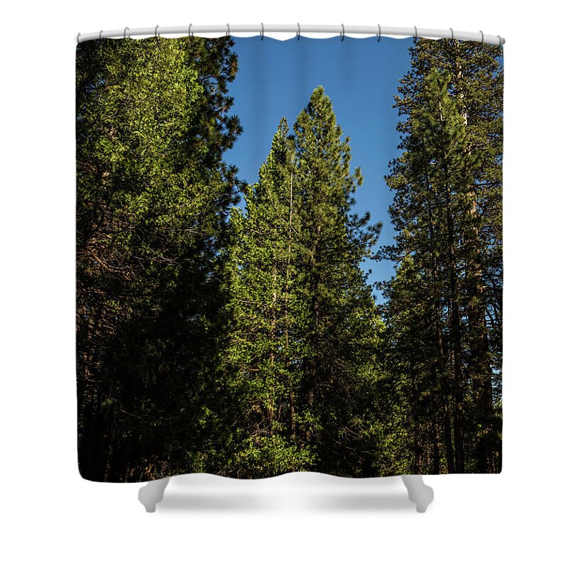 Sequoia Trees Shower Curtain featuring the photograph Sequoia Trees by Julieta Belmont