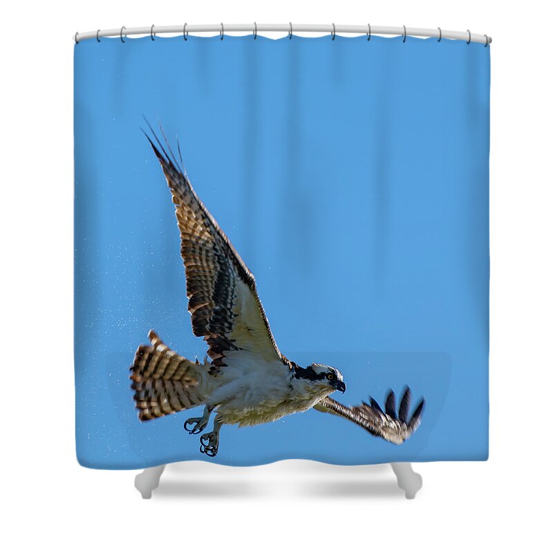 Osprey Shower Curtain featuring the photograph Shake it Off 6 by Douglas Killourie