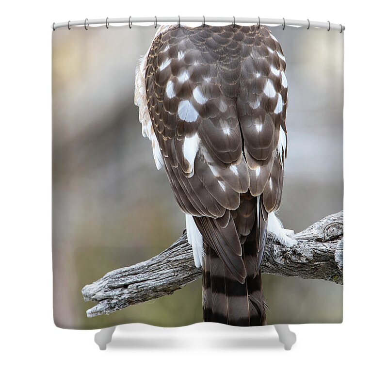 Hawk Shower Curtain featuring the photograph Sharp-shinned hawk by Kent Keller