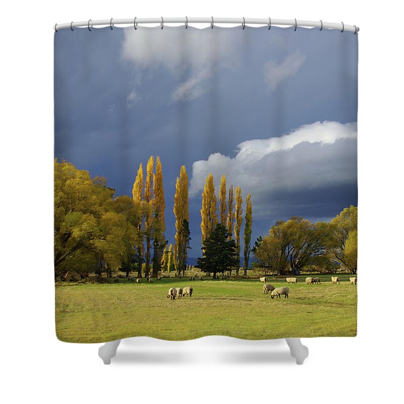 Tranquility Shower Curtain featuring the photograph Sheep Grazing On Grass by Robin Galloway