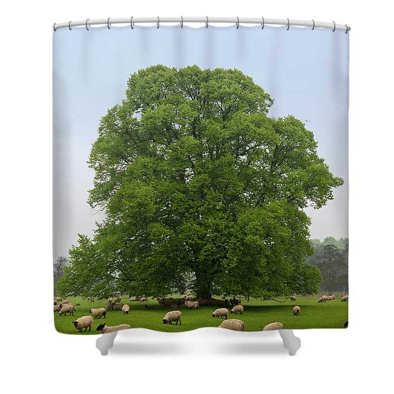 Scenics Shower Curtain featuring the photograph Sheep Grazing On The Grass by Design Pics / John Short