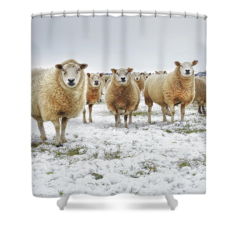 Snow Shower Curtain featuring the photograph Sheep In A Winter Landscape by Marijke Mooy Photography