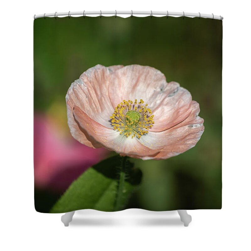  Shower Curtain featuring the photograph Shirley Poppy 2019-2 by Thomas Young