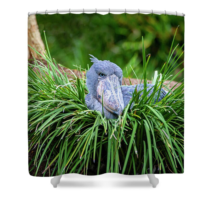 Shoebill Shower Curtain featuring the photograph Shoebill Stork Nesting by Anthony Jones